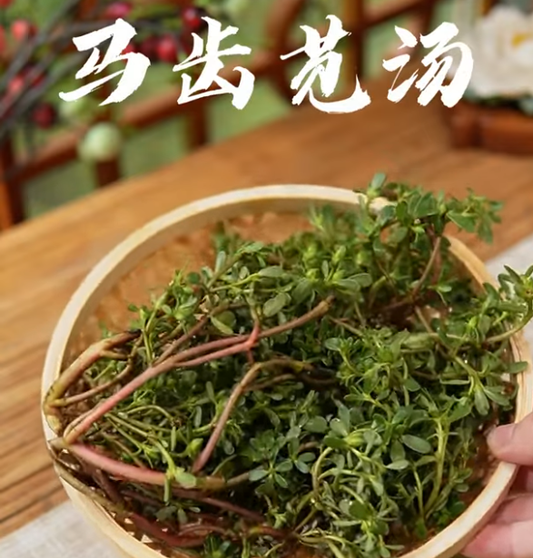 马齿苋汤